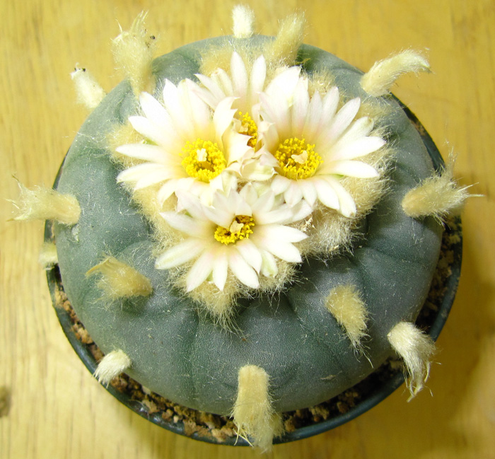 Lophophora Diffusa var. fricii forma albiflora in flower